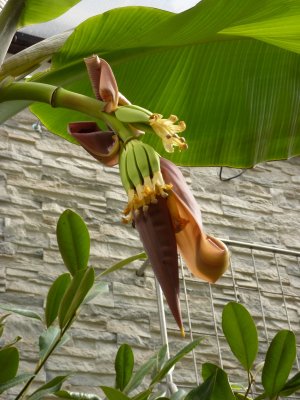Musa sikkensis 'Manipur' - banánovník - plod1